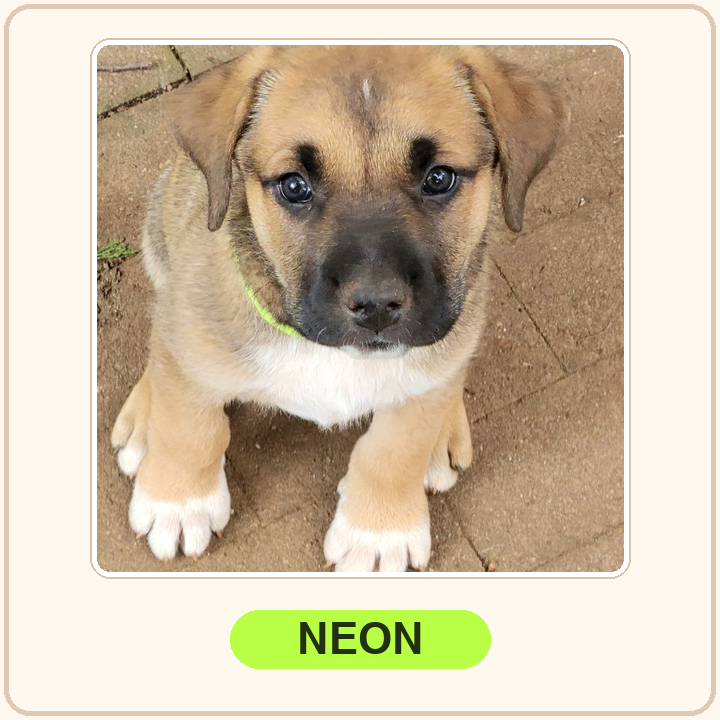 Neon collar puppy
