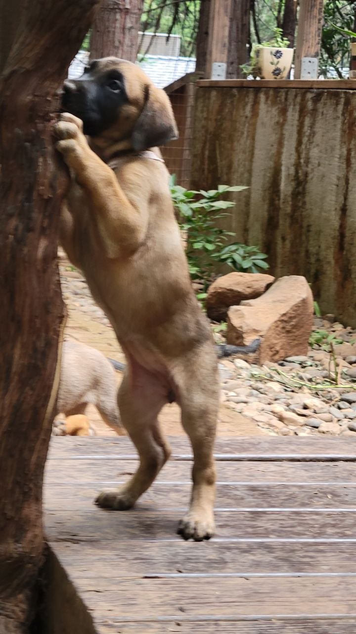 Pink collar photo 6