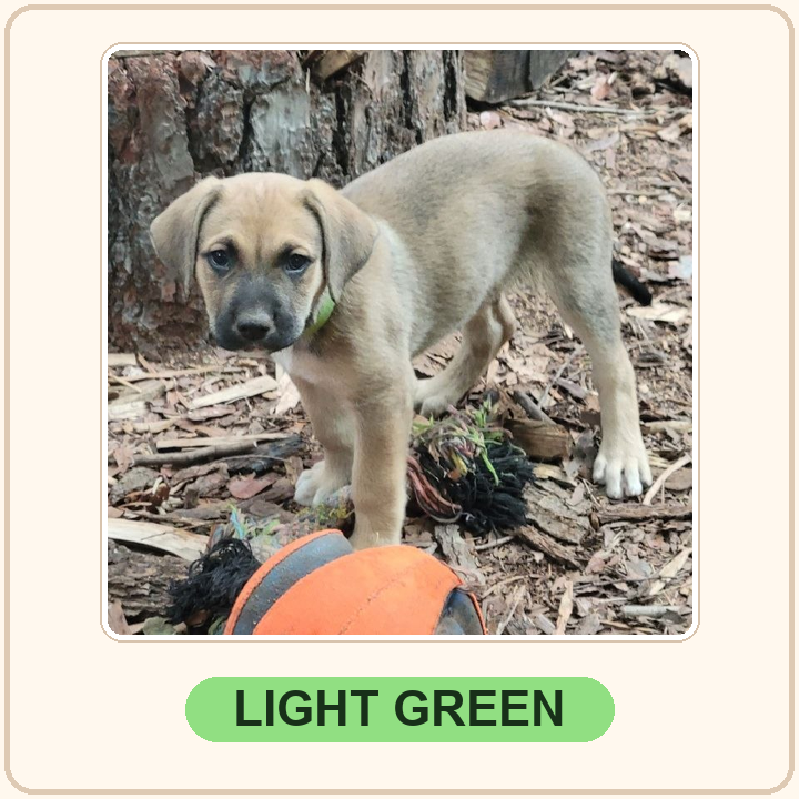 Light Green collar puppy