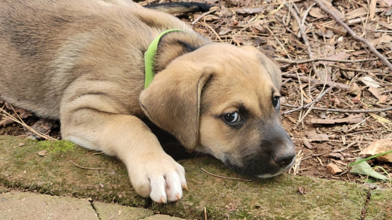 Light Green collar photo 2
