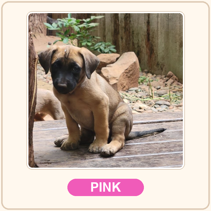 Pink collar puppy