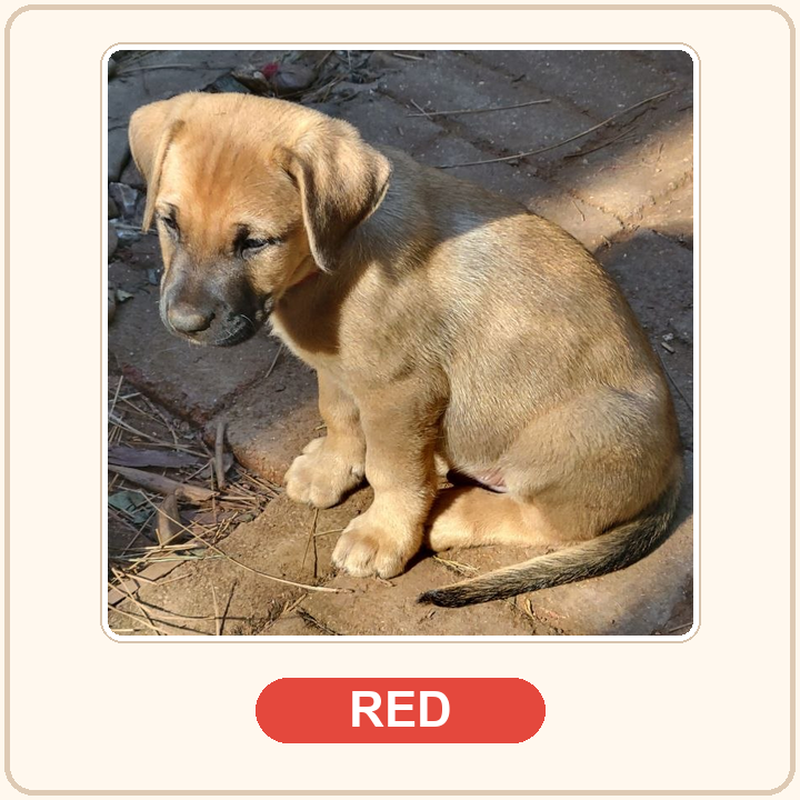 Red collar puppy