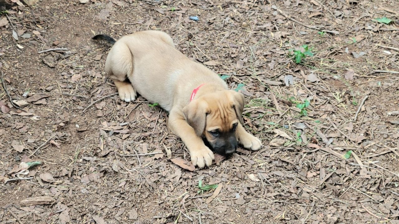 Red collar photo 1