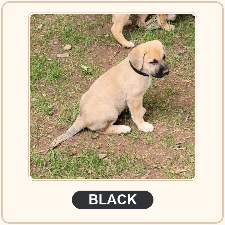 Black collar puppy