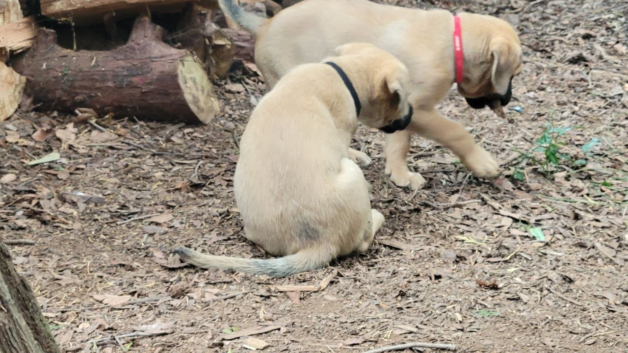 Black collar photo 4