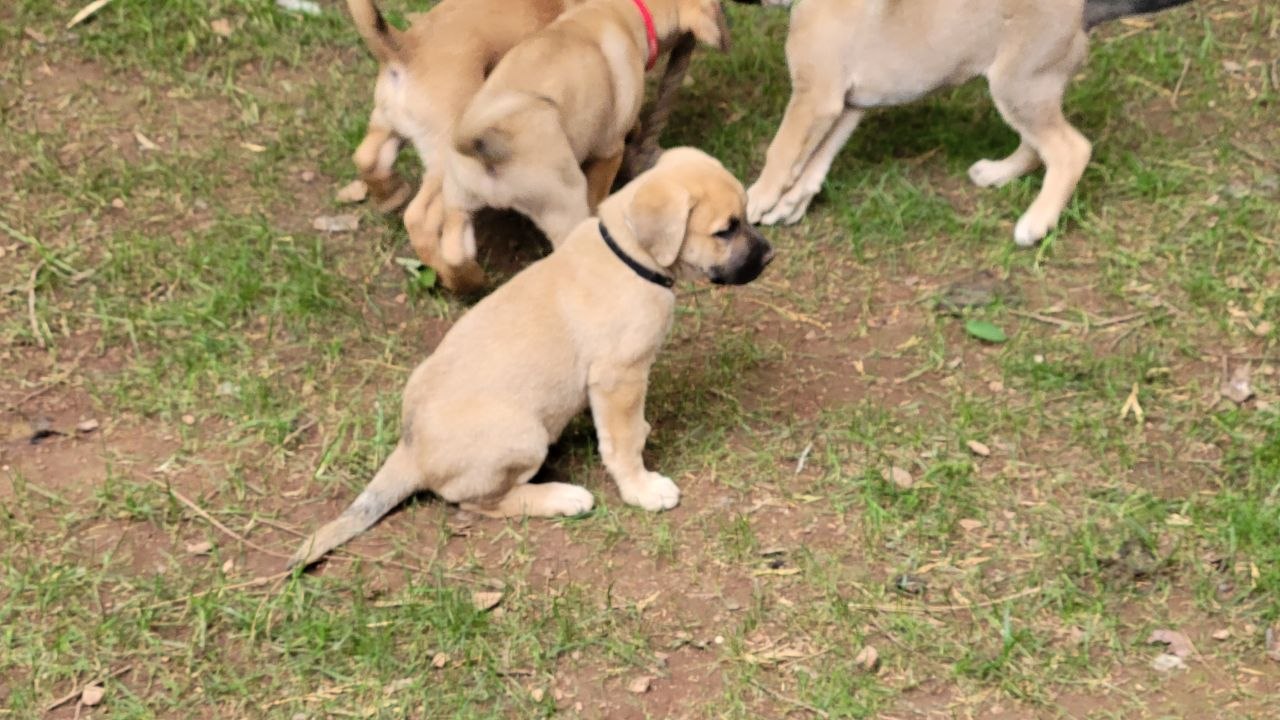 Black collar photo 6