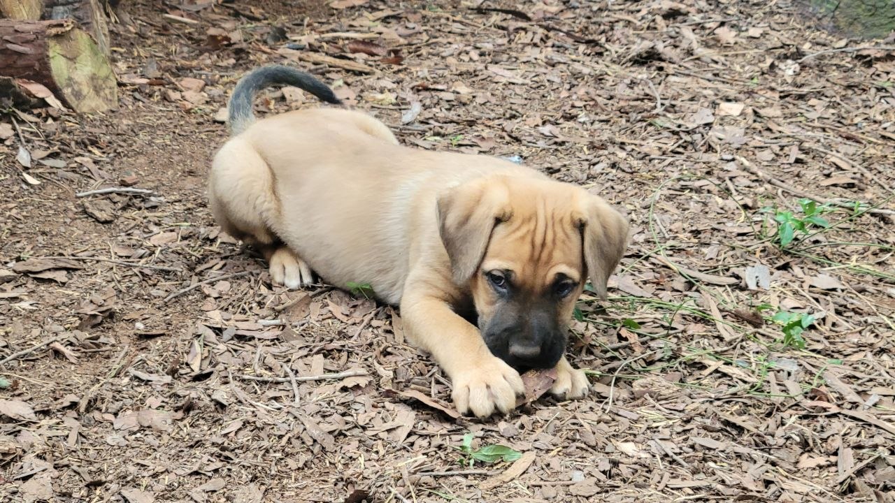 Red collar photo 3