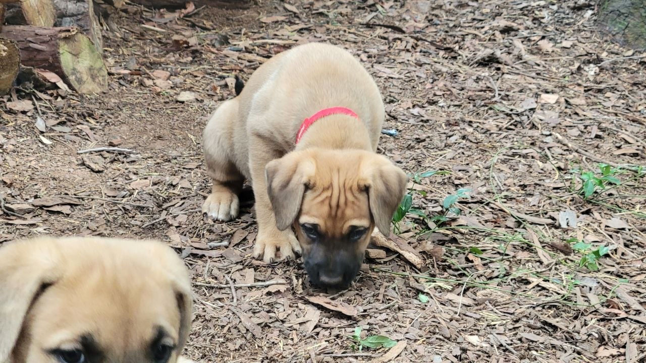 Red collar photo 4