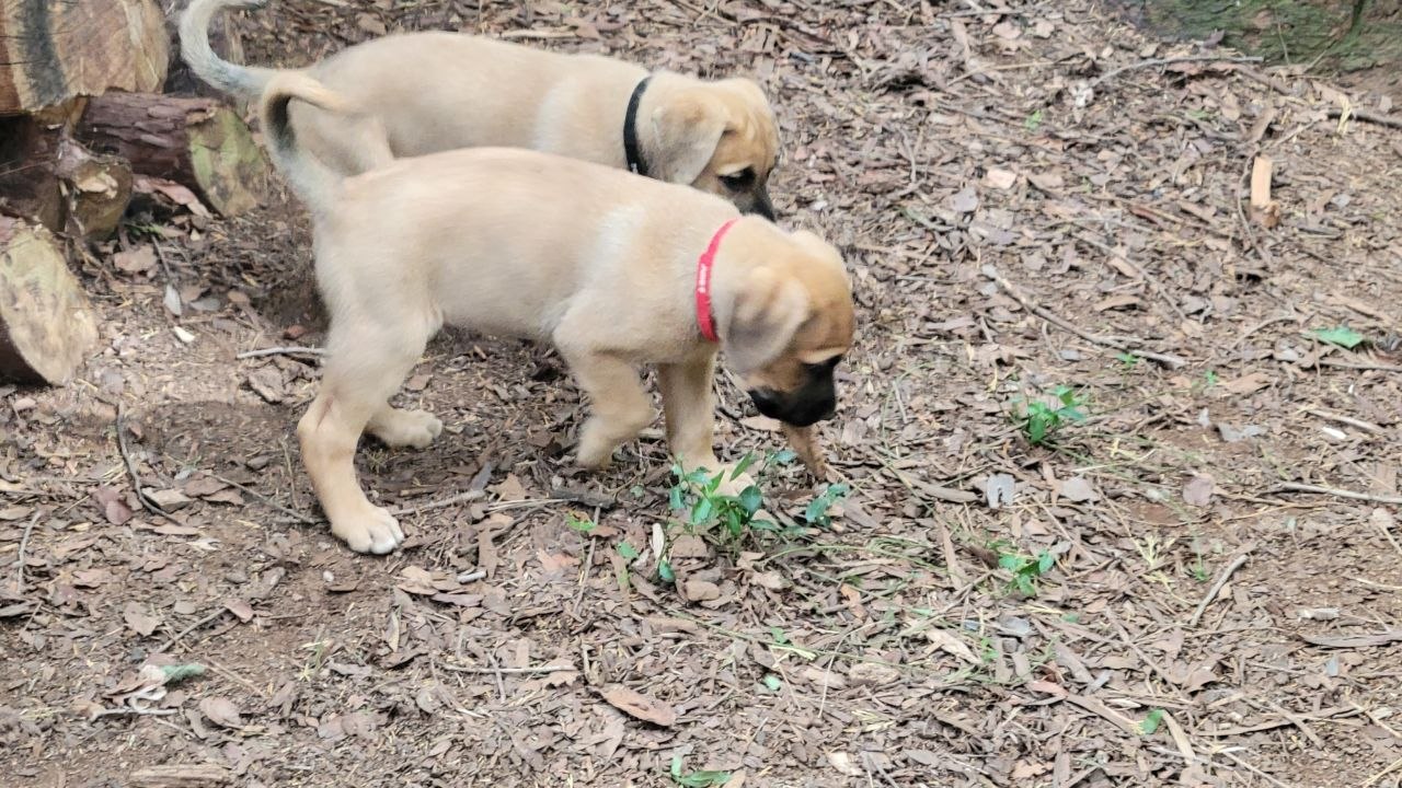 Red collar photo 5