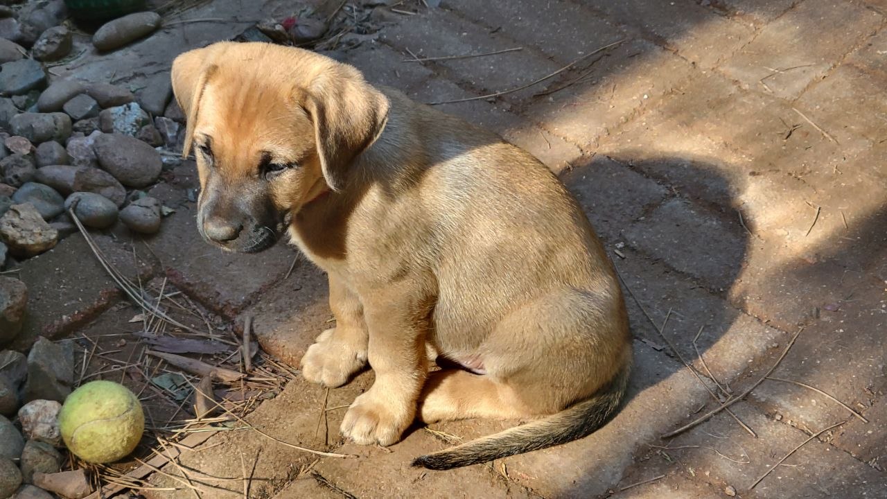 Red collar photo 6