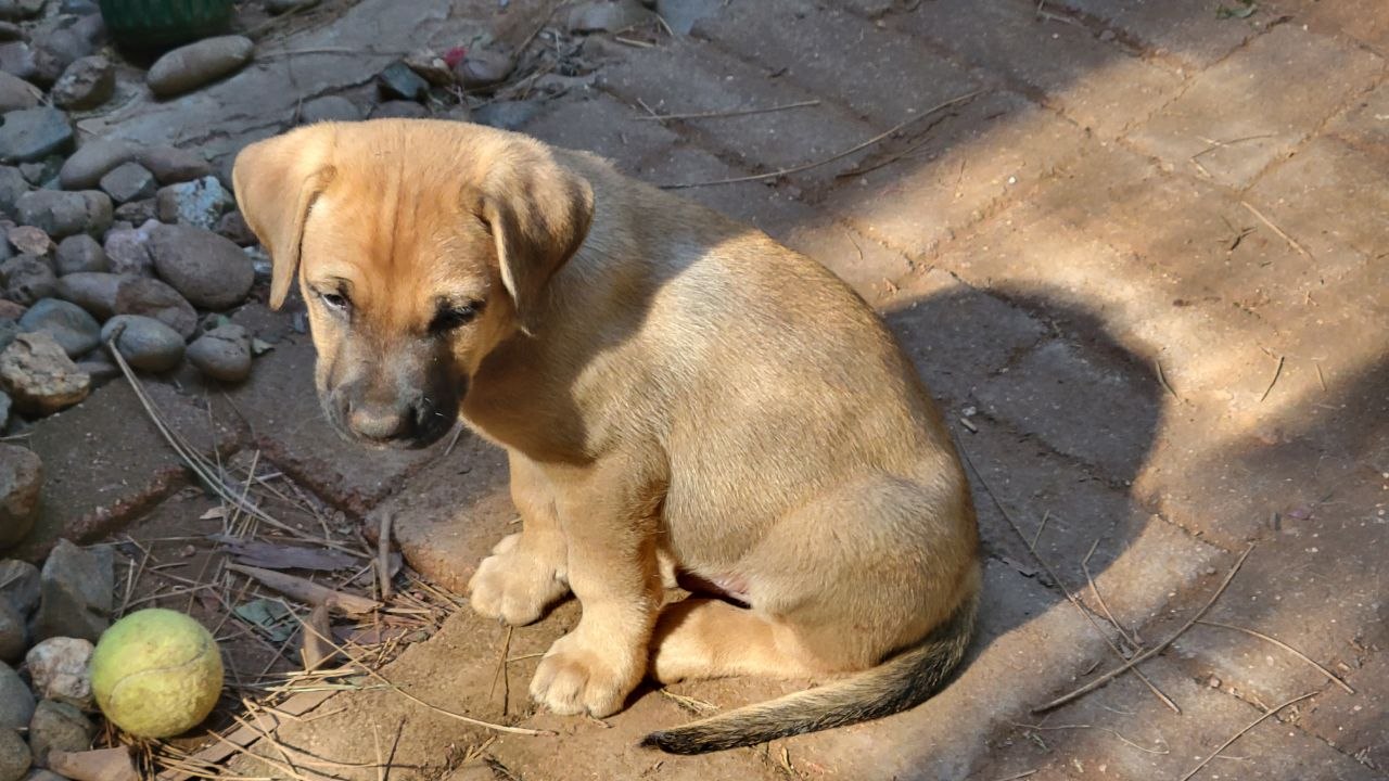 Red collar photo 7