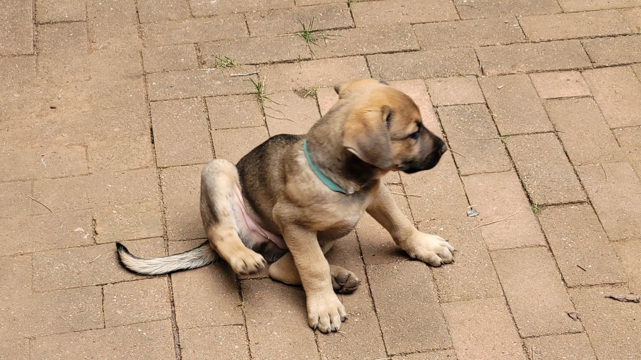 Teal collar photo 3