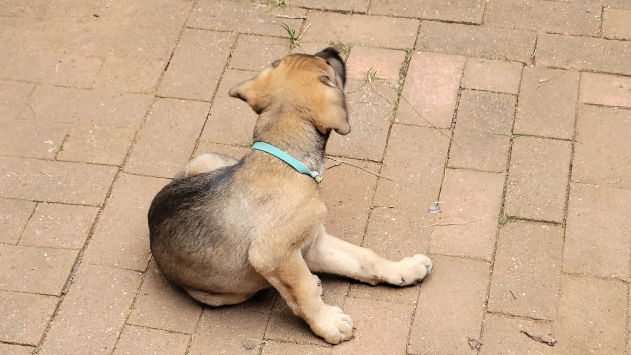 Teal collar photo 5