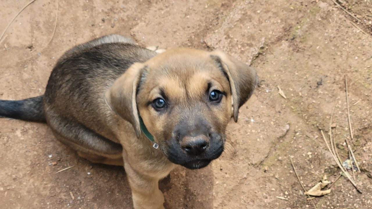Teal collar photo 9