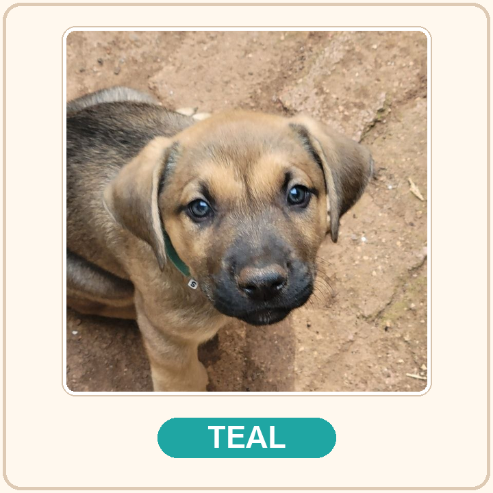 Teal collar puppy