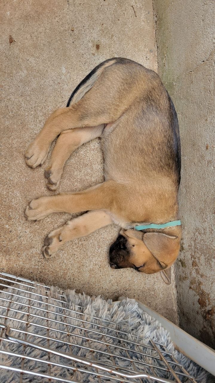 Teal collar photo 1