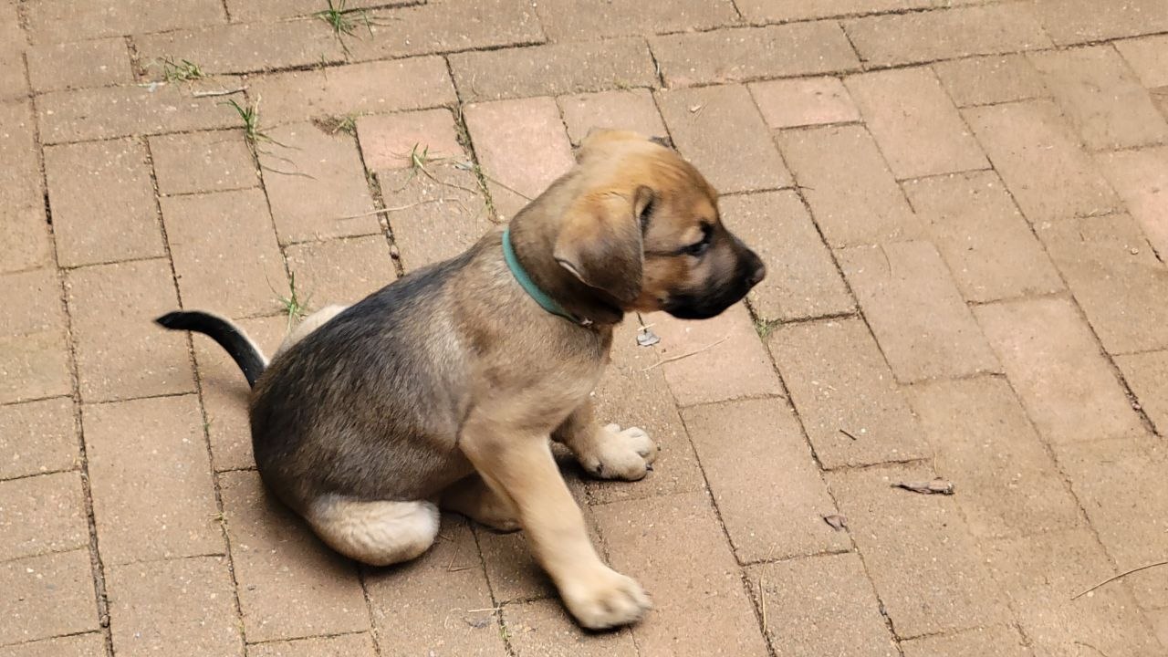 Teal collar photo 4
